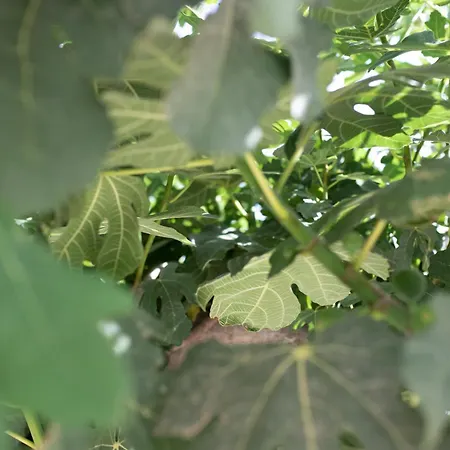 Kala - Private Pool & Sauna I *