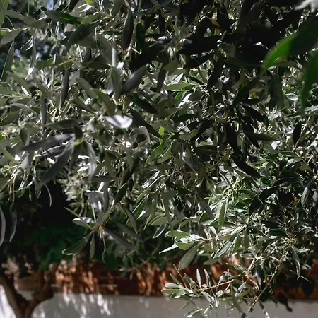 Kala - Private Pool & Sauna I Loutráki