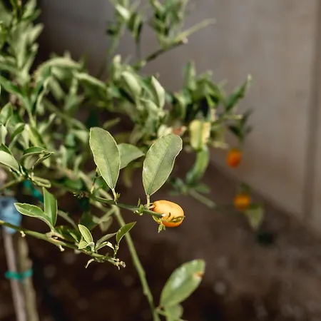 Kala - Private Pool & Sauna I