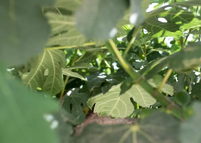 Kala - Private Pool & Sauna I *