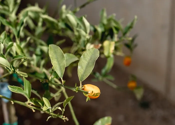 Kala - Private Pool & Sauna I